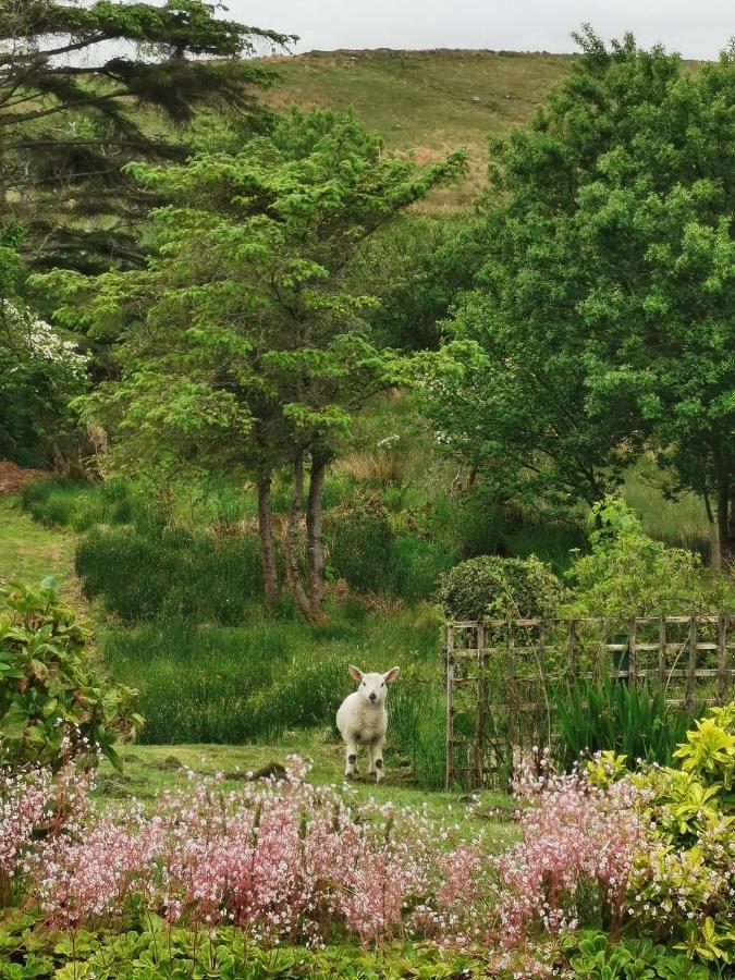 New Listing - Ladybird Cottage - Donegal - Wild Atlantic Way Donegal Town Екстер'єр фото